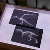 Animal X-Ray Set, Educational Science Kit, Light Table Accessory for