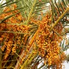 Premium Black Dates, Organic & Unsweetened, Gluten - Free, Vegan,