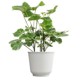 Aralia Balfouriana, Air Purifying & Easy, House Plant Decor in 6" White Pot, Variegated Live Plant Gift, Indoor Plant for Home, Real Plants & Decorative Plants by Plants for Pets