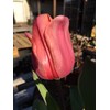 Tulip Bulbs - 20 Pink Impression Darwin Tulip - Bulb