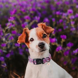 Maca Bates Spring Purple Floral Dog Collar for Dogs with Pretty Daisy Charm and Safety Bcukle Adjustable Durable Soft Basic Collars for Extra Small Dog