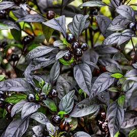 Outsidepride 30 Seeds Annual Capsicum Ornamental Pepper Black Pearl Seeds for Planting