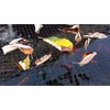 Heritage Pet Products Pond Cover Net Koi Fish Pond Netting