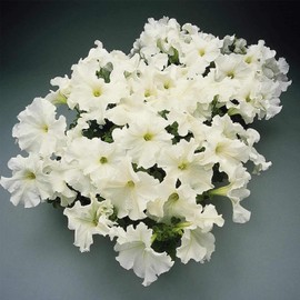 Petunia - Supercascade Series Flower Garden Seed - 1000 Pelleted Seeds - White Color Blooms - Annual Flowers - Cascading Petunias