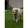 Petface Foodie Faces Latex Lemon Dog Toy with Built-In-Squeaker, Large