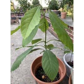 Avocado Tree Live Plant Full Leaf now at the 15- 20 Leaf Stage Ready To Plant