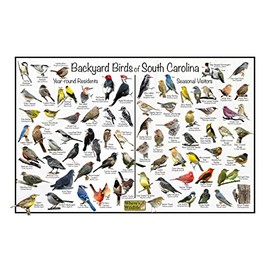 Where's Wildlife Backyard Birds of South Carolina - Laminated Poster - Horizontal Bird Identification Chart (16" x 24")