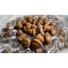 SMPHBOOKS 50 Natural Acorns with glued-on caps  Acorns Grown & Glued by Hand in Utah, USA