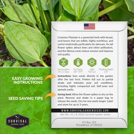 Common Plantain Seeds for Planting - 1 Packet with Instructions to Plant and Grow Plantago Major in Your Home Garden - Non-GMO Heirloom Medicinal Herb - Survival Garden Seeds