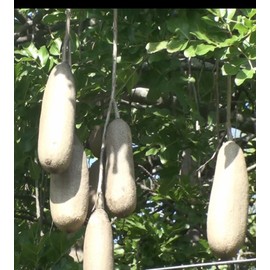 Karibu Harvest Kigelia Africana Extract Sausage Fruit,balam kheera,Pinnata