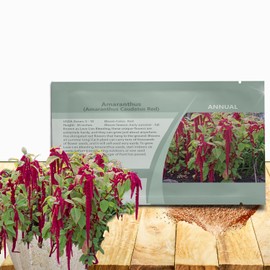 Outsidepride Red Amaranthus Seeds - 10000 Pcs Easy to Grow, Drought Tolerant Annual Amaranth Seeds for Planting with Colorful Spikes, for Cut Flower Arrangements, Flower Beds & Borders