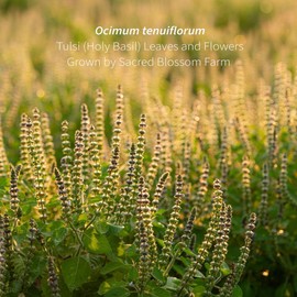 Tulsi (Holy Basil), Organically Grown in Wisconsin | 5.1 oz | 72 Servings | Sacred Blossom Farm | Ease Stress Renew Energy* | Herbal Tea & Medicinal Herbs | Loose Leaf | Regenerative Farming | Single Source | Ocimum tenuiflorum