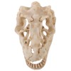 Ciieeo Resin Dinosaur Skull Model Simulated Skull Decoration for Office