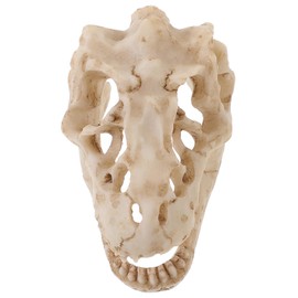 Ciieeo Resin Dinosaur Skull Model Simulated Skull Decoration for Office Display Compact Reptile Decor for Desks and Bookshelves for Dinosaur Enthusiasts and Collectors