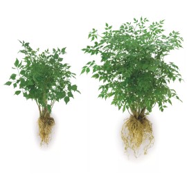 SoilMoist 5lb Soil Moist Mycorrhizal Transplant Formula 3-3-3 Fertilizer Treats 100 Gallon