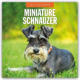 Miniature Schnauzer – Zwergschnauzer 2025 – 16-Monatskalender: Original Red Robin Publishing Ltd-Kalender [Mehrsprachig] [Kalender] (Wall-Kalender)