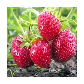 Albion Everbearing(Day Neutrals) Strawberries Plants - Bare Root (Pack of 20