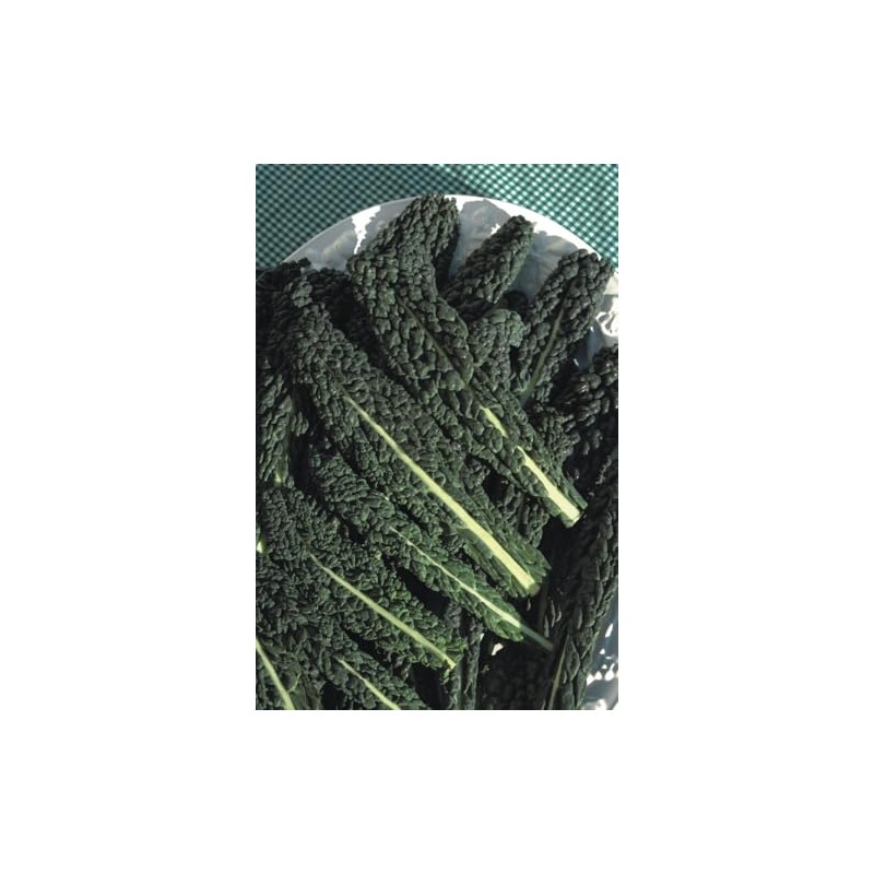 Viridis Hortus - Nero Di Toscana Borecole Curly Kale 4500