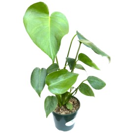 Split-Leaf Swiss Cheese 'Monstera Deliciosa Philodendron' Rare Live House Plant in 4" inch Pot with Soil Fully Rooted. Easy to Care, Great for Home Office Wedding Decorations DIY Projects Party Favor