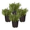 Live Aromatic and Edible Herb - Lavender (4 Per Pack),