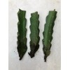 Cactus 3pcs Dragon Fruit Cutting 7” Red Flesh Self Pollinating