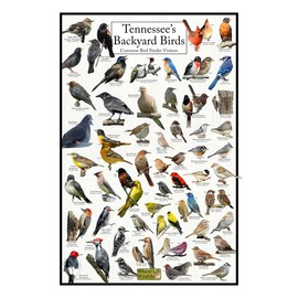 Where's Wildlife Tennessee's Backyard Birds Poster - Tennessee Bird Chart Highlighting Birds At Your Bird Feeder (8" x 12")
