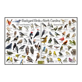 Where's Wildlife Backyard Birds of North Carolina Bird Identification Poster Divided into Year-round Residents and Seasonal Visitors - Birdwatching Nature Chart (8" x 12")