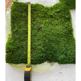 Prefleur Preserved Sheet Moss Natural Green Decorative Real Natural Green DIY Kit Gardenning Art Wall Decor Florist Decor Easter Table Decor Wedding 2 sq.ft.Green-B