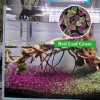 NICREW Aquarium Grass Seeds 10g (Red Leaf) Aquarium plant USA