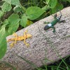 12pcs Realistic Lizard Model Toy Animal Figures Educational Reptile Model