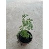 Rue Common Rue Plant 6” With Pot Ruta graveolens Herb