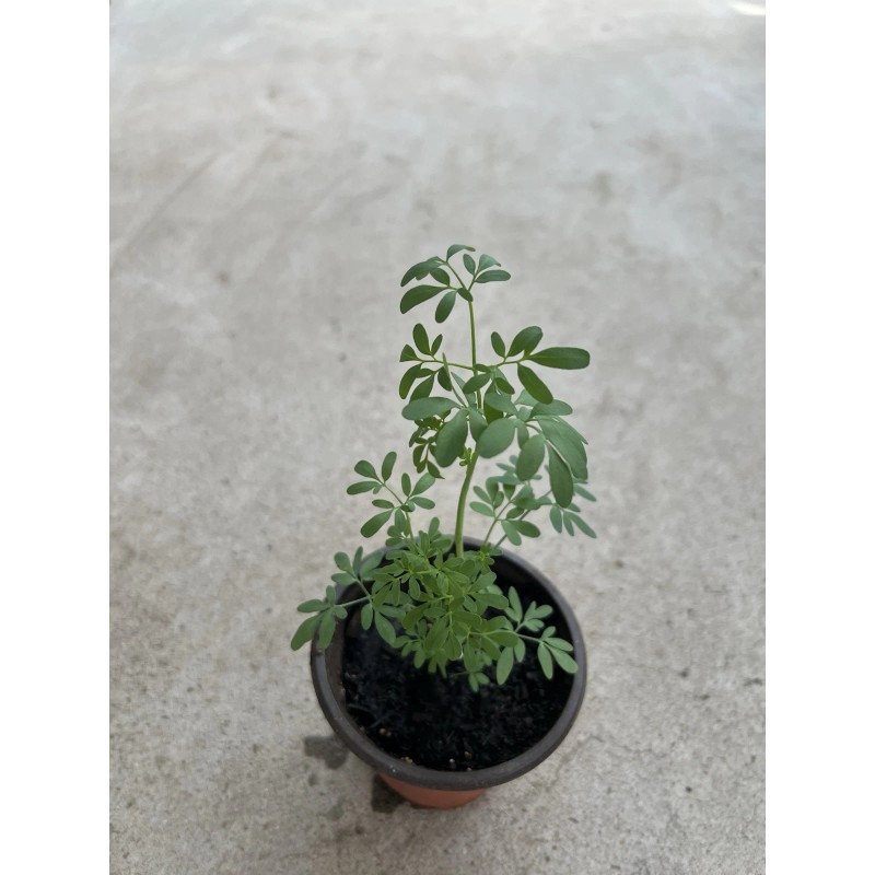 Rue Common Rue Plant 6” With Pot Ruta graveolens Herb