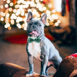 Christmas Dog Collar, Adjustable Soft Puppy Collar with Bow Tie, Breakaway Dog Collar with Snowflake Pattern for Festival, Cute Pet Collar with Quick Release Buckle for Small Medium Large Dog, Green