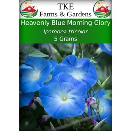TKE Farms & Gardens - Morning Glory Seeds for Planting, Heavenly Blue, 5 Grams, 150 Heirloom Seeds, Non-GMO, Untreated, Instructions Included, Ipomoea Tricolor, Qty 1