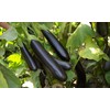 RAISE ME UP: Seeds Black Eggplant Long Pop Non GMO
