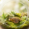 Ssmmam 2Pcs Miniature Sea Turtle Figurines for Fairy Garden, Fish
