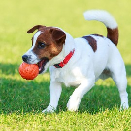 Taglory Reflective Adjustable Dog Collars for Puppy Small Medium Large Dogs, Thin Nylon Webbing and Quick Release Plastic Buckle(Red, XSmall)