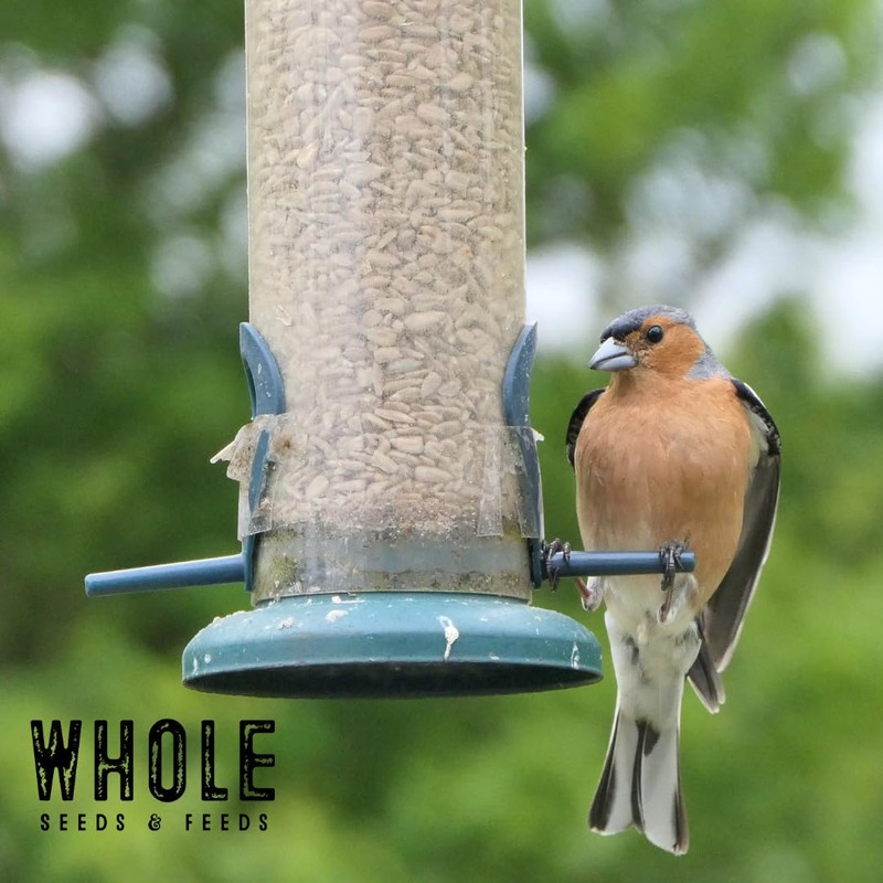 Soft Red Wheat Berries – Non‑GMO Feed Grade – 46