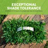 SodPods® St Augustine Floratam Grass Plugs for Lawn Repair, 3"