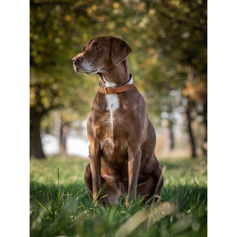 Jack & Russell Peter Original Buffalo Leather Dog Collar Sturdy