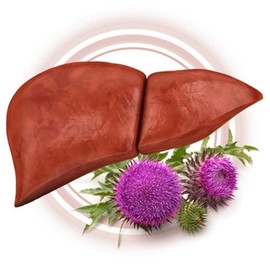 Milk Thistle Benefits Silymarin Liver Health Liver Function / 밀크씨슬 효능 실리마린 간건강 간기능