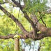 8 Pack 24 Inch Large Tree Branch Hooks Long S