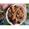 homemade Swietenia macrophylla 40 Seeds, Sky fruit, Mahagony, Mahoni, From