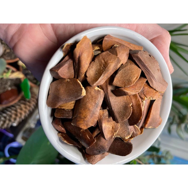 homemade Swietenia macrophylla 40 Seeds, Sky fruit, Mahagony, Mahoni, From