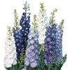 Burpee Fantasia Mixed Colors Delphinium Seeds 100 seeds