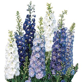 Burpee Fantasia Mixed Colors Delphinium Seeds 100 seeds
