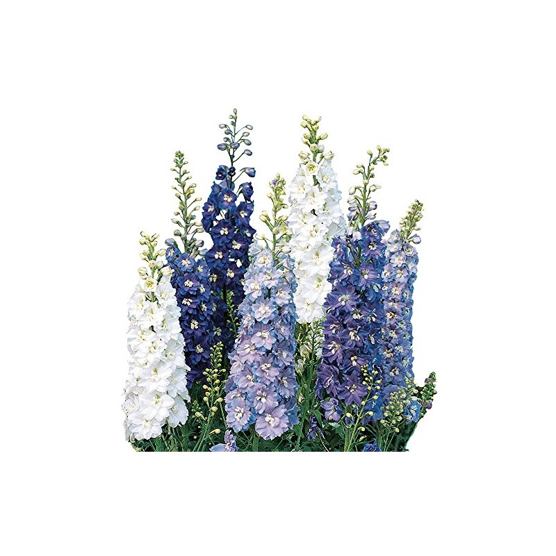 Burpee Fantasia Mixed Colors Delphinium Seeds 100 seeds