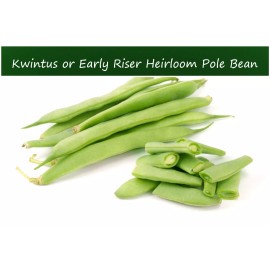 Serendipity Seeds 25 Heirloom Seeds- Kwintus - Early Riser Romano Bean -  Italian Style