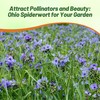 Outsidepride Spiderwort Seeds - 2000 Pcs. Perennial, Drought Tolerant &
