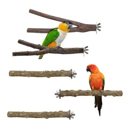 Wood Bird Perches Platform,Ompinda 5 Pieces Natural Wood Bird Parrot Perch Stand Parakeet Climbing Standing Branches for Parrotlets Budgies Cockatiels Parakeets Lovebirds